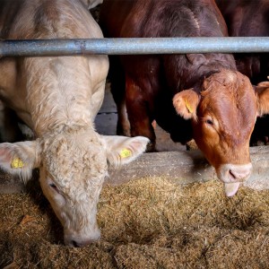 恒歌養(yǎng)殖溯源監(jiān)控系統(tǒng)高精度溫濕度變送器，智能畜牧養(yǎng)殖業(yè)環(huán)境監(jiān)控系統(tǒng)溫濕度解決方案