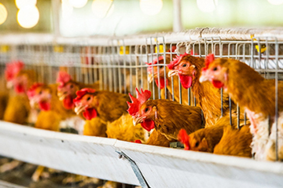 養(yǎng)雞場(chǎng)